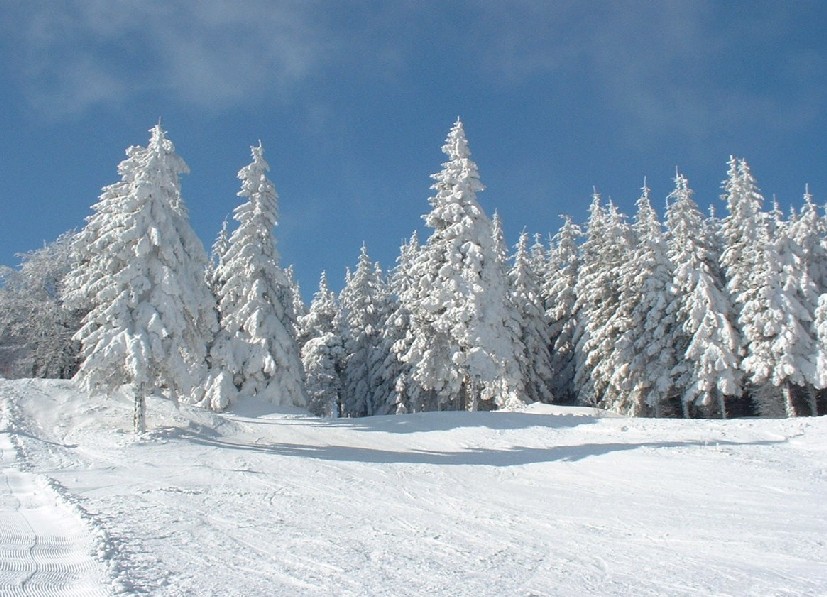 Zieleniec 2003